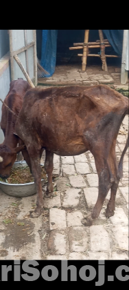 বকন গরু